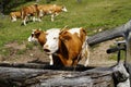 beautiful cows drinking out the water trough on a sunny day in Austrian Alps in Steiermark (Styria) Royalty Free Stock Photo