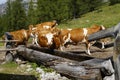 beautiful cows drinking out the water trough on a sunny day in the Austrian Alps in Steiermark (Styria) Royalty Free Stock Photo