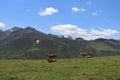 Beautiful cows eating green grass feeding to give milk and meat Royalty Free Stock Photo