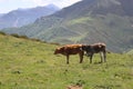 Beautiful cows eating green grass feeding to give milk and meat Royalty Free Stock Photo