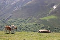 Beautiful cows eating green grass feeding to give milk and meat Royalty Free Stock Photo