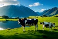 Beautiful cows grazing near a lake in front of a big mountain