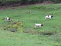 Beautiful cows meadows pasture animals herbivorous farm