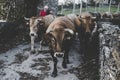 Cows in village in spain galicia, lugo