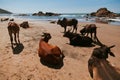 Beautiful cows on Vagator beach