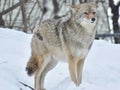 A beautiful coyote