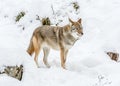 Beautiful Coyote Posing in the November Snow