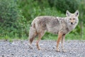 Beautiful Coyote Posing for a Picture