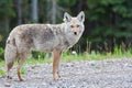 Beautiful Coyote Posing for a Picture