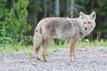 Beautiful Coyote Posing for a Picture