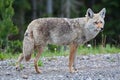 Beautiful Coyote Posing for a Picture