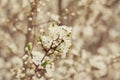Beautiful crab cherry tree blossoms against a white nature background