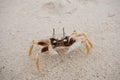 Beautiful crab on the coral sand