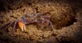 Crab of Orissa Royalty Free Stock Photo