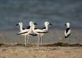 Beautiful Crab plovers at Busaiteen coast, Bahrain