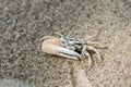 Beautiful crab stay on beach