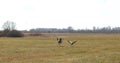 Crane birds in spring field, Lithuania