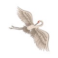 Beautiful crane flying with wide open wings. Bird with red skin on head, long beak, legs and neck. Flat vector design