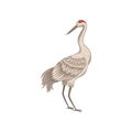 Beautiful crane with long thin beak, legs and neck. Bird with big wings and red skin on head. Flat vector design