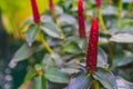 Beautiful Crape ginger red flower Costus speciosus Smith in garden Royalty Free Stock Photo