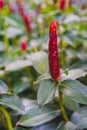 Beautiful Crape ginger red flower Costus speciosus Smith in garden Royalty Free Stock Photo