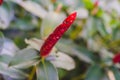 Beautiful Crape ginger red flower Costus speciosus Smith in garden Royalty Free Stock Photo