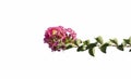 Beautiful Crape myrtle, Lagerstroemia, Crape flower Indian Lilac bloom with sunlight isolated on white background. Royalty Free Stock Photo