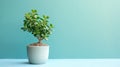 Beautiful Crassula ovata, Jade Plant, Money Plant, succulent plant in a white pot on green background. Generative AI