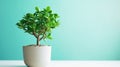 Beautiful Crassula ovata, Jade Plant, Money Plant, succulent plant in a white pot on green background. Generative AI Royalty Free Stock Photo