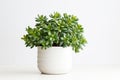 Beautiful Crassula ovata, Jade Plant,Money Plant, succulent plant in a modern flower pot on a white table on a light background AI Royalty Free Stock Photo