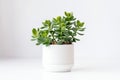 Beautiful Crassula ovata, Jade Plant,Money Plant, succulent plant in a modern flower pot on a white table on a light background AI Royalty Free Stock Photo