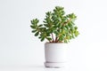 Beautiful Crassula ovata, Jade Plant,Money Plant, succulent plant in a modern flower pot on a white table on a light background AI