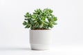 Beautiful Crassula ovata, Jade Plant,Money Plant, succulent plant in a modern flower pot on a white table on a light background AI