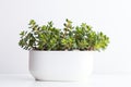 Beautiful Crassula ovata, Jade Plant,Money Plant, succulent plant in a modern flower pot on a white table on a light background AI