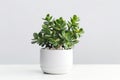 Beautiful Crassula ovata, Jade Plant,Money Plant, succulent plant in a modern flower pot on a white table on a light background AI Royalty Free Stock Photo