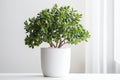 Beautiful Crassula ovata, Jade Plant,Money Plant, succulent plant in a modern flower pot on a white table on a light background AI