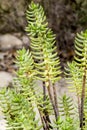 Crassula Tetragona crassulaceae plant in the garden