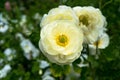 Beautiful cream anemone flowers on flowerbed Royalty Free Stock Photo