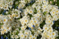 Beautiful cream and blue flowerbed in Springtime