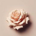Beautiful cream color rose with water drops on beige background, Valentine gift, top view, generative ai Royalty Free Stock Photo