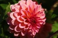 Beautiful Cream-colored closeup dahlia blossom. Dahlia colorful flower macro shot. Royalty Free Stock Photo