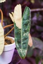 Beautiful cream and green color leaf of Philodendron Billietiae Variegated