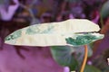 A beautiful cream and green leaf of Philodendron Billietiae Variegated