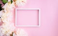 Beautiful cream peonys and white horizontal frame on pink background. Flat lay. Close up. Top view. Copy space