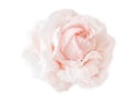 Beautiful cream pink flower rose isolated on white background. Flowering open head of rose without leaves. Close-up rose petals