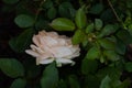 Beautiful cream rose in the garden, close-up on dark leaves background