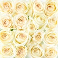 Beautiful cream roses background