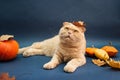 Beautiful cream scottish fold cat laying among pumpkins