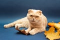 Beautiful cream scottish fold cat laying among pumpkins