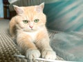 Beautiful cream tabby cat with green eyes sitting on the carpet resting from the games Royalty Free Stock Photo